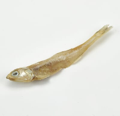 SPT100_Sprat_loose (2).jpg
